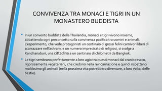 CONVIVENZATRA MONACI ETIGRI IN UN
MONASTERO BUDDISTA
• In un convento buddista dellaThailandia, monaci e tigri vivono insieme,
abbattendo ogni preconcetto sulla convivenza pacifica tra uomini e animali.
L’esperimento, che vede protagonisti un centinaio di grossi felini carnivori liberi di
scorrazzare nell’ashram, e un numero imprecisato di religiosi, si svolge a
Kanchanaburi, una cittadina a un centinaio di chilometri da Bangkok.
• Le tigri sembrano perfettamente a loro agio tra questi monaci dal cranio rasato,
rigorosamente vegetariani, che credono nella reincarnazione e quindi rispettano
moltissimo gli animali (nella prossima vita potrebbero diventare, a loro volta, delle
bestie).
 