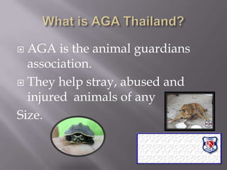What is AGA Thailand?AGA is the animal guardians association. They help stray, abused and injured  animals of any Size.