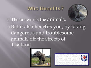 Who Benefits?The answer is the animals. But it also benefits you, by taking dangerous and troublesome animals off the streets of Thailand.   