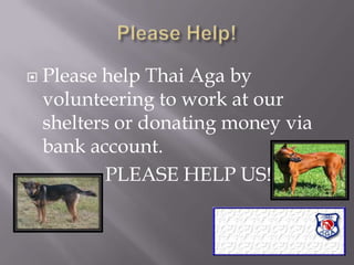 Please Help!Please help Thai Aga by volunteering to work at our shelters or donating money via bank account.                 PLEASE HELP US!