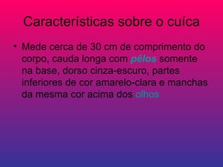 Características sobre o cuíca Mede cerca de 30 cm de comprimento do corpo, cauda longa com  pêlos  somente na base, dorso cinza-escuro, partes inferiores de cor amarelo-clara e manchas da mesma cor acima dos  olhos   