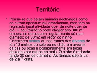 Território  Pensa-se que sejam animais noctívagos como os outros opossum sul-americanos, mas tem-se registado igual atividade quer de noite quer de dia. O seu território pode chegar aos 300 m² embora se desloquem regularmente só num diâmetro de 30m2 em redor do ninho. Constroem  ninhos  ou nos ramos das  árvores  de 8 a 10 metros do solo ou no chão em árvores caídas ou ocas e ocasionalmente em tocas deixadas por outros animais. O ninho é redondo tendo 30 cm de diâmetro. As fêmeas dão à luz de 2 a 7 crias. 