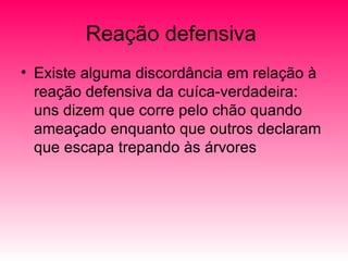 Reação defensiva  Existe alguma discordância em relação à reação defensiva da cuíca-verdadeira: uns dizem que corre pelo chão quando ameaçado enquanto que outros declaram que escapa trepando às árvores  