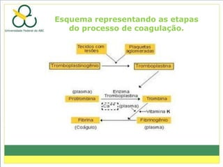 Esquema representando as etapas
   do processo de coagulação.
 