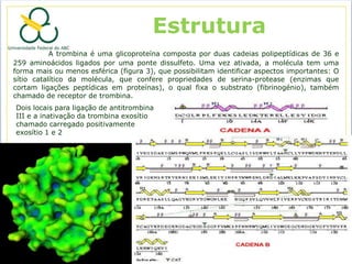 Estrutura
           A trombina é uma glicoproteína composta por duas cadeias polipeptídicas de 36 e
259 aminoácidos ligados por uma ponte dissulfeto. Uma vez ativada, a molécula tem uma
forma mais ou menos esférica (figura 3), que possibilitam identificar aspectos importantes: O
sítio catalítico da molécula, que confere propriedades de serina-protease (enzimas que
cortam ligações peptídicas em proteínas), o qual fixa o substrato (fibrinogénio), também
chamado de receptor de trombina.
Dois locais para ligação de antitrombina
III e a inativação da trombina exosítio
chamado carregado positivamente
exosítio 1 e 2
 