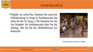 Re Bona Leseli Leseling La Hao. www.lce.ac.ls contacts: (+266) 22312721 www.facebook.com/LesothoCollegeOfEducation
NTSETSO-PELE
• Papali ea selia-lia, banana ba ema ka
lehlakoreng le leng le bashanyana ba
ema ka ho le leng, e be banana ba tla
isa limpho ho bashanyana bao ba ba
ratang. Ba tla be ba shebelletsoe ke
batsoali.
Setšoantso ka: Sekese, k. (2016)
 