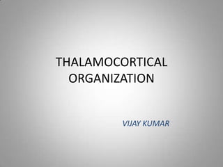 THALAMOCORTICAL
ORGANIZATION
VIJAY KUMAR

 
