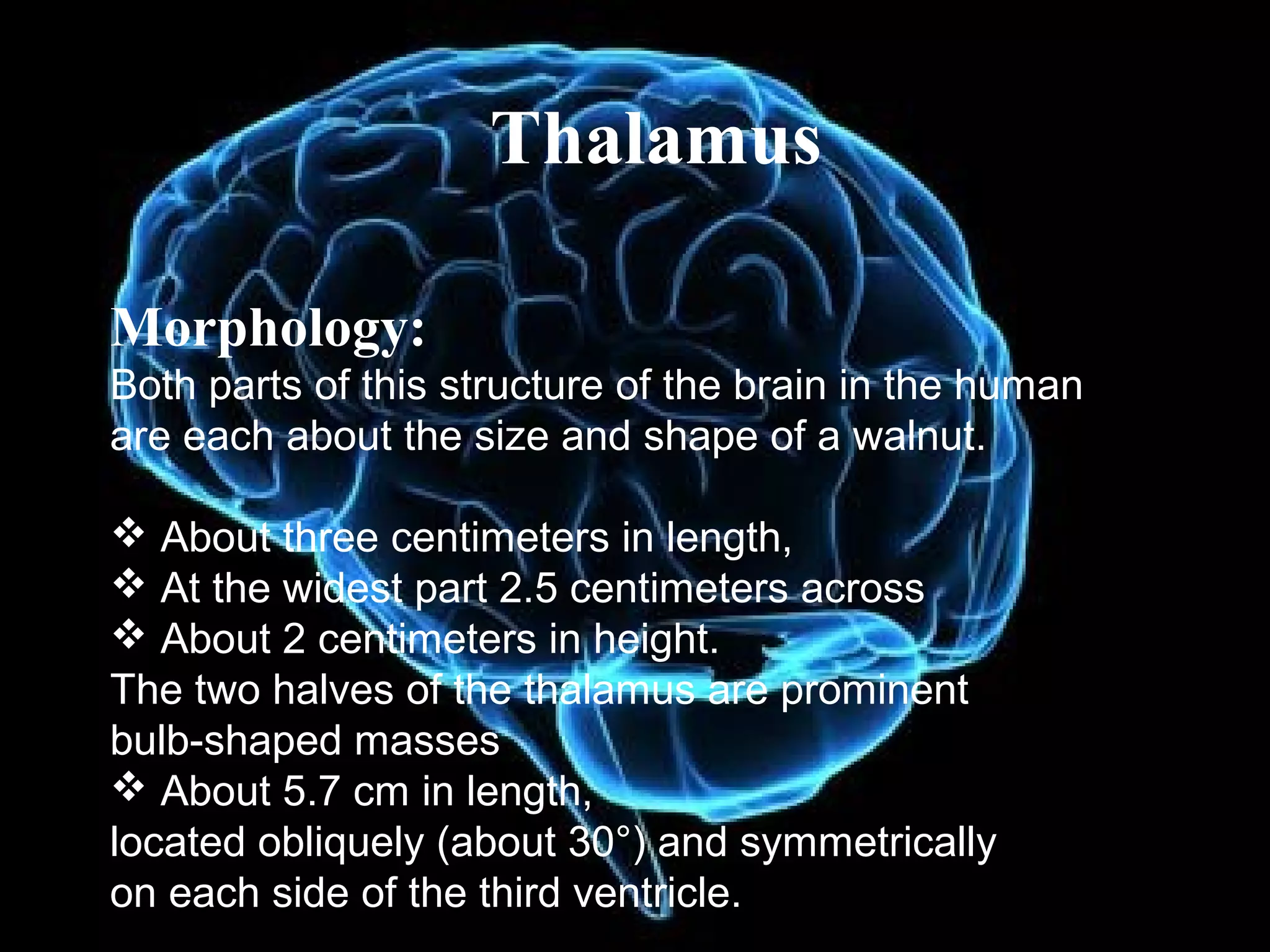 Thalamus

Morphology:
Both parts of this structure of the brain in the human 
are each about the size and shape of a walnut.

 About three centimeters in length, 
 At the widest part 2.5 centimeters across 
 About 2 centimeters in height.
The two halves of the thalamus are prominent 
bulb-shaped masses
 About 5.7 cm in length, 
located obliquely (about 30°) and symmetrically 
on each side of the third ventricle.
 