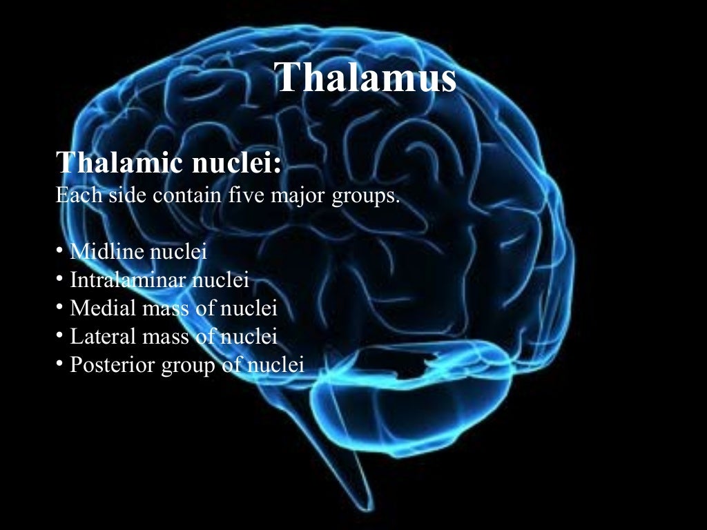 Thalamus