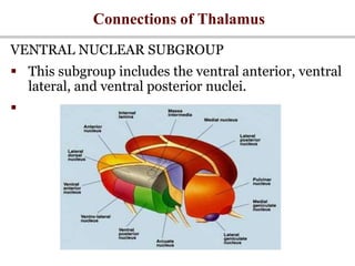 Connections of Thalamus
VENTRAL NUCLEAR SUBGROUP
 This subgroup includes the ventral anterior, ventral
lateral, and ventral posterior nuclei.

 