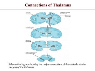 Connections of Thalamus
Schematic diagram showing the major connections of the ventral anterior
nucleus of the thalamus.
 