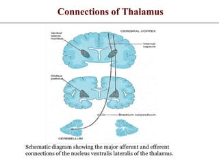 Connections of Thalamus
Schematic diagram showing the major afferent and efferent
connections of the nucleus ventralis lateralis of the thalamus.
 