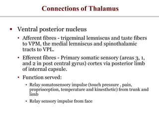 Connections of Thalamus
 Ventral posterior nucleus
• Afferent fibres - trigeminal lemniscus and taste fibers
to VPM, the medial lemniscus and spinothalamic
tracts to VPL.
• Efferent fibres - Primary somatic sensory (areas 3, 1,
and 2 in post central gyrus) cortex via posterior limb
of internal capsule.
• Function served:
• Relay somatosensory impulse (touch pressure , pain,
proprioception, temperature and kinesthetic) from trunk and
limb
• Relay sensory impulse from face
 