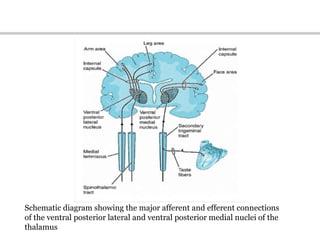 Schematic diagram showing the major afferent and efferent connections
of the ventral posterior lateral and ventral posterior medial nuclei of the
thalamus
 