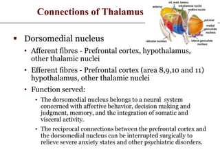 Connections of Thalamus
 Dorsomedial nucleus
• Afferent fibres - Prefrontal cortex, hypothalamus,
other thalamic nuclei
• Efferent fibres - Prefrontal cortex (area 8,9,10 and 11)
hypothalamus, other thalamic nuclei
• Function served:
• The dorsomedial nucleus belongs to a neural system
concerned with affective behavior, decision making and
judgment, memory, and the integration of somatic and
visceral activity.
• The reciprocal connections between the prefrontal cortex and
the dorsomedial nucleus can be interrupted surgically to
relieve severe anxiety states and other psychiatric disorders.
 