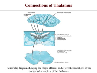 Connections of Thalamus
Schematic diagram showing the major afferent and efferent connections of the
dorsomedial nucleus of the thalamus
 