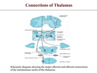 Connections of Thalamus
Schematic diagram showing the major afferent and efferent connections
of the intralaminar nuclei of the thalamus
 
