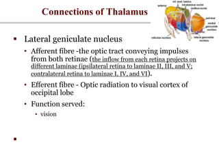 Connections of Thalamus
 Lateral geniculate nucleus
• Afferent fibre -the optic tract conveying impulses
from both retinae (the inflow from each retina projects on
different laminae (ipsilateral retina to laminae II, III, and V;
contralateral retina to laminae I, IV, and VI).
• Efferent fibre - Optic radiation to visual cortex of
occipital lobe
• Function served:
• vision

 
