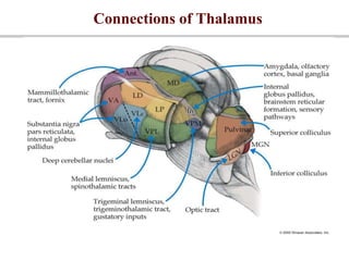 Connections of Thalamus
 