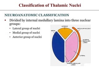 Classification of Thalamic Nuclei
NEUROANATOMIC CLASSIFICATION
 Divided by internal medullary lamina into three nuclear
groups:
• Lateral group of nuclei
• Medial group of nuclei
• Anterior group of nuclei
 