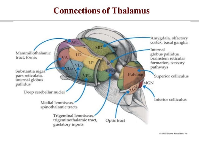 thalamus