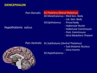 Thalamus, anatomy of thalamus, Thalamus PPT | PPTX