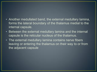 • Another medullated band, the external medullary lamina,
forms the lateral boundary of the thalamus medial to the
internal capsule.
• Between the external medullary lamina and the internal
capsule is the reticular nucleus of the thalamus.
• The external medullary lamina contains nerve fibers
leaving or entering the thalamus on their way to or from
the adjacent capsule
 