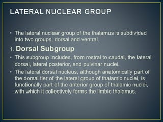 • The lateral nuclear group of the thalamus is subdivided
into two groups, dorsal and ventral.
1. Dorsal Subgroup
• This subgroup includes, from rostral to caudal, the lateral
dorsal, lateral posterior, and pulvinar nuclei.
• The lateral dorsal nucleus, although anatomically part of
the dorsal tier of the lateral group of thalamic nuclei, is
functionally part of the anterior group of thalamic nuclei,
with which it collectively forms the limbic thalamus.
 