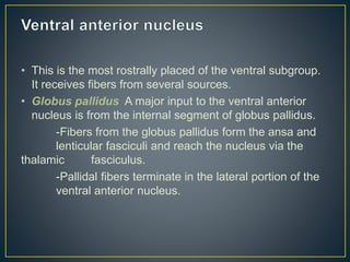• This is the most rostrally placed of the ventral subgroup.
It receives fibers from several sources.
• Globus pallidus A major input to the ventral anterior
nucleus is from the internal segment of globus pallidus.
-Fibers from the globus pallidus form the ansa and
lenticular fasciculi and reach the nucleus via the
thalamic fasciculus.
-Pallidal fibers terminate in the lateral portion of the
ventral anterior nucleus.
 