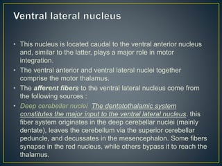 • This nucleus is located caudal to the ventral anterior nucleus
and, similar to the latter, plays a major role in motor
integration.
• The ventral anterior and ventral lateral nuclei together
comprise the motor thalamus.
• The afferent fibers to the ventral lateral nucleus come from
the following sources :
• Deep cerebellar nuclei The dentatothalamic system
constitutes the major input to the ventral lateral nucleus. this
fiber system originates in the deep cerebellar nuclei (mainly
dentate), leaves the cerebellum via the superior cerebellar
peduncle, and decussates in the mesencephalon. Some fibers
synapse in the red nucleus, while others bypass it to reach the
thalamus.
 