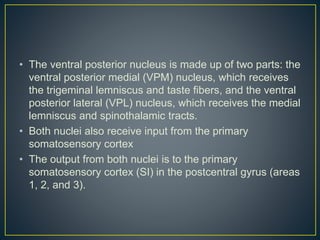 • The ventral posterior nucleus is made up of two parts: the
ventral posterior medial (VPM) nucleus, which receives
the trigeminal lemniscus and taste fibers, and the ventral
posterior lateral (VPL) nucleus, which receives the medial
lemniscus and spinothalamic tracts.
• Both nuclei also receive input from the primary
somatosensory cortex
• The output from both nuclei is to the primary
somatosensory cortex (SI) in the postcentral gyrus (areas
1, 2, and 3).
 