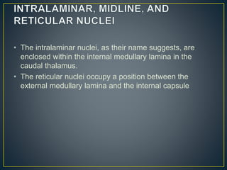 • The intralaminar nuclei, as their name suggests, are
enclosed within the internal medullary lamina in the
caudal thalamus.
• The reticular nuclei occupy a position between the
external medullary lamina and the internal capsule
 