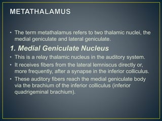 • The term metathalamus refers to two thalamic nuclei, the
medial geniculate and lateral geniculate.
1. Medial Geniculate Nucleus
• This is a relay thalamic nucleus in the auditory system.
• It receives fibers from the lateral lemniscus directly or,
more frequently, after a synapse in the inferior colliculus.
• These auditory fibers reach the medial geniculate body
via the brachium of the inferior colliculus (inferior
quadrigeminal brachium).
 