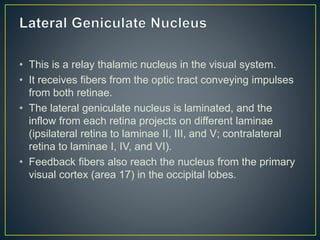 • This is a relay thalamic nucleus in the visual system.
• It receives fibers from the optic tract conveying impulses
from both retinae.
• The lateral geniculate nucleus is laminated, and the
inflow from each retina projects on different laminae
(ipsilateral retina to laminae II, III, and V; contralateral
retina to laminae I, IV, and VI).
• Feedback fibers also reach the nucleus from the primary
visual cortex (area 17) in the occipital lobes.
 