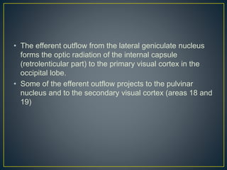 • The efferent outflow from the lateral geniculate nucleus
forms the optic radiation of the internal capsule
(retrolenticular part) to the primary visual cortex in the
occipital lobe.
• Some of the efferent outflow projects to the pulvinar
nucleus and to the secondary visual cortex (areas 18 and
19)
 