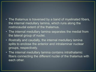 • The thalamus is traversed by a band of myelinated fibers,
the internal medullary lamina, which runs along the
rostrocaudal extent of the thalamus.
• The internal medullary lamina separates the medial from
the lateral group of nuclei.
• Rostrally and caudally, the internal medullary lamina
splits to enclose the anterior and intralaminar nuclear
groups, respectively.
• The internal medullary lamina contains intrathalamic
fibers connecting the different nuclei of the thalamus with
each other.
 