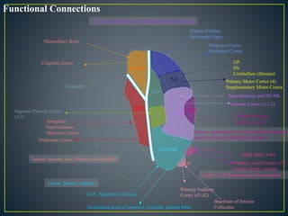 Anterior
VA
VL
VPLVPM
LD
LP
Pulvinar LGN
MGN
DM
Functional Connections
Mammillary Body
Cingulate Gyrus
Amygdala
Hypothalamus
Olfactory Cortex
Prefrontal Cortex
Globus Pallidus
Substantia Nigra
Premotor Cortex
Prefrontal Cortex
GP
SN
Cerebellum (Dentate)
Primary Motor Cortex (4)
Supplementary Motor Cortex (5_Cingulate
Superior Parietal Cortex
(5,7)
Spinothalamic and DC/ML
Sensory Cortex (3,1,2)
Solitary Nucleus
Sensory Cortex
Right Optic Tract
Primary visual Cortex (17)
(lingual gyrus, cuneus)
Brachium of Inferior
Colliculus
Primary Auditory
Cortex (41,42)LGN, Superior Colliculus
Association areas of temporal, occipital, parietal lobes
Lesion: memory loss (Wernicke-Korsakoff)
Lesion: Sensory Aphasia
Lesion: contralateral loss of pain/temp, discrim touch
Lesion: contralateral loss of pain/temp, discrim
touch in head; ipsilateral loss of taste
Lesion: Left Homonymous Hemianopsia
 