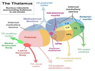 Thalamus