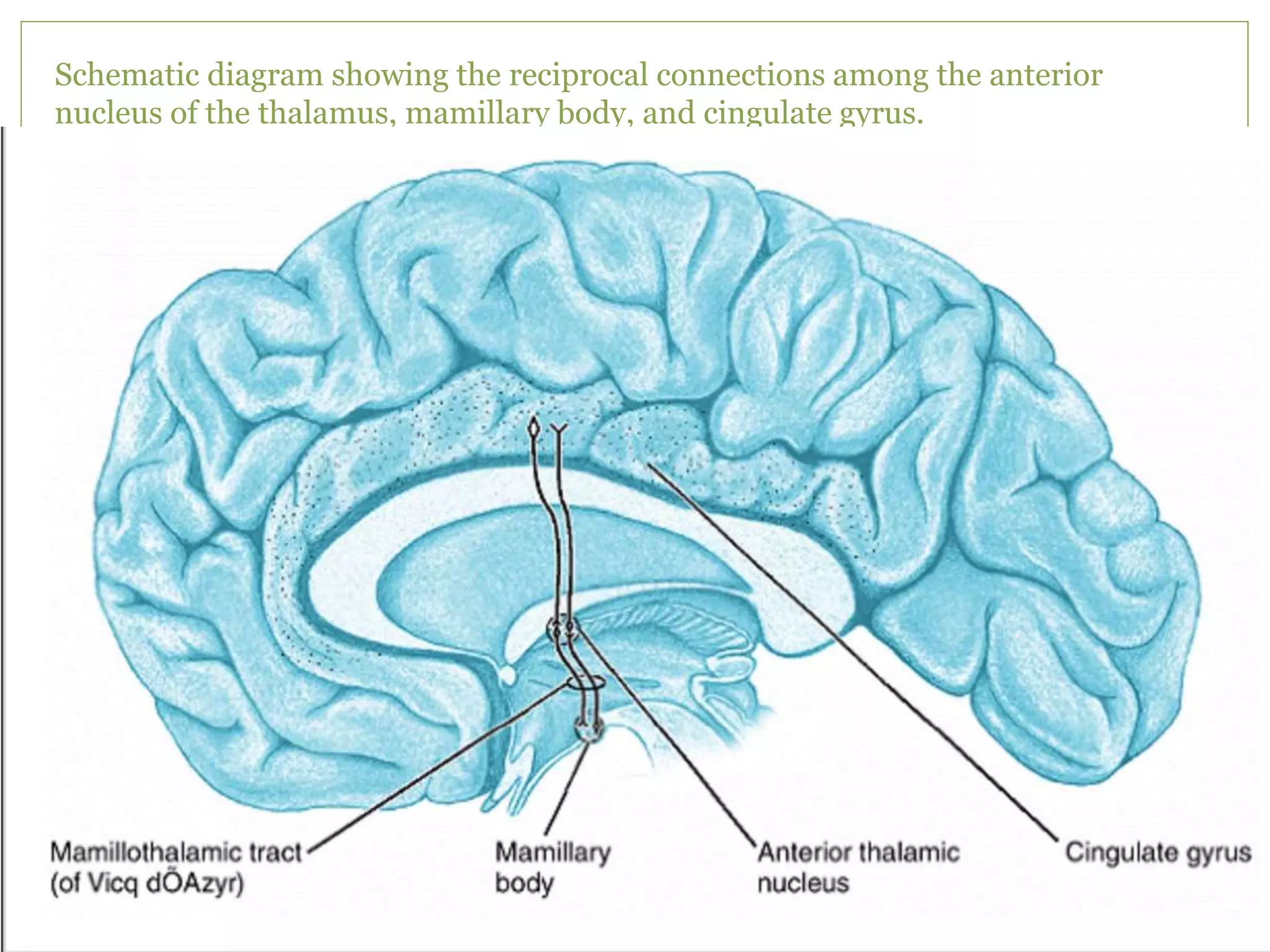 Thalamus | PPTX