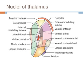 Nuclei of thalamus
 