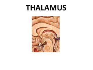 THALAMUS
 