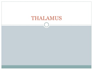THALAMUS
 