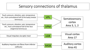 Physiology of thalamus | PPTX