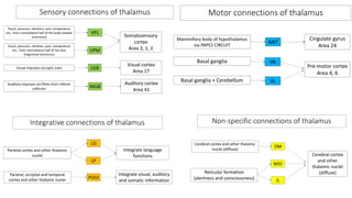 Physiology of thalamus | PPTX