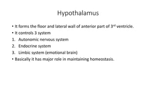 Antomy of Thalamus and hypothalamus Biology Diagrams