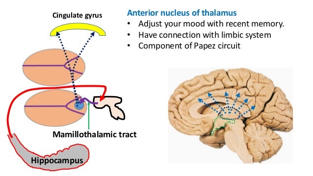 living with damage to the hypothalamus essay living with damage to the hypothalamus essay