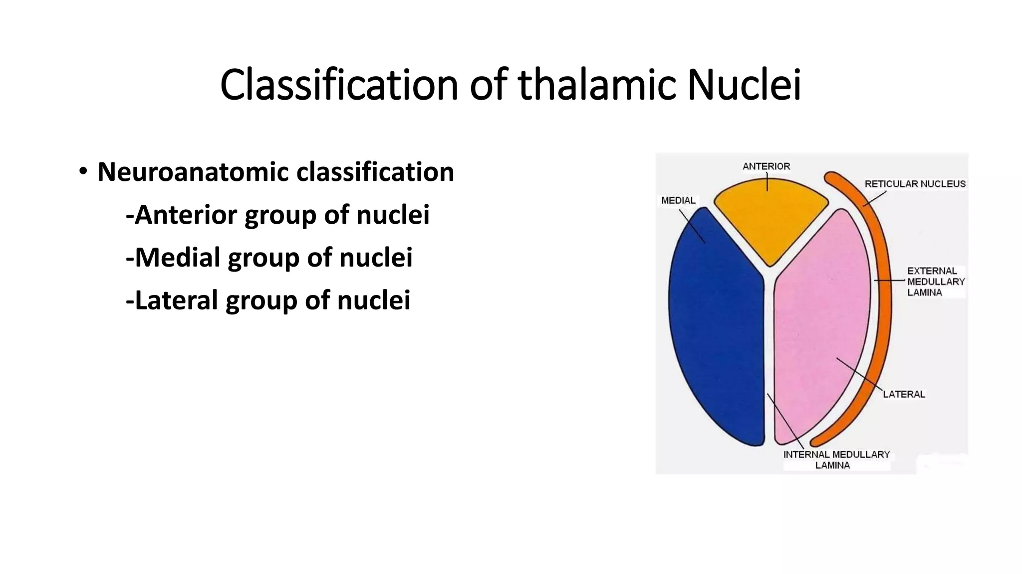 Thalamus and hypothalamus Biology Diagrams