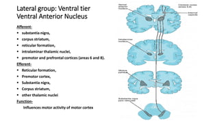 Lateral group: Ventral tier
Ventral Anterior Nucleus
Afferent-
 substantia nigra,
 corpus striatum,
 reticular formation,
 intralaminar thalamic nuclei,
 premotor and prefrontal cortices (areas 6 and 8).
Efferent-
 Reticular formation,
 Premotor cortex,
 Substantia nigra,
 Corpus striatum,
 other thalamic nuclei
Function-
Influences motor activity of motor cortex
 
