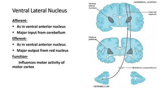 Ventral Lateral Nucleus
Afferent-
 As in ventral anterior nucleus
 Major input from cerebellum
Efferent-
 As in ventral anterior nucleus
 Major output from red nucleus
Function-
Influences motor activity of
motor cortex
 