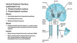 Ventral Posterior Nucleus
subdivided in to
1. Posteromedial nucleus
2. Posterolateral nucleus
Afferent-
 Ascending trigeminal and gustatory pathway
 Ascending sensory tracts
 Medial and lateral lamnisci
Efferent-
 Primary somatic sensory (areas 3, 1, and 2 in post
central gyrus) cortex via posterior limb of internal
capsule.
Function-
• Relay sensory impulse from face and taste (VPM)
• Relay somatosensory impulse (touch pressure ,
pain, proprioception, temperature and
kinesthetic) from trunk and limb(VPL)
 